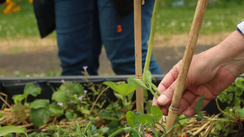 A hand tending to tomato plants in a community raised flower bed. Another person is standing in the background