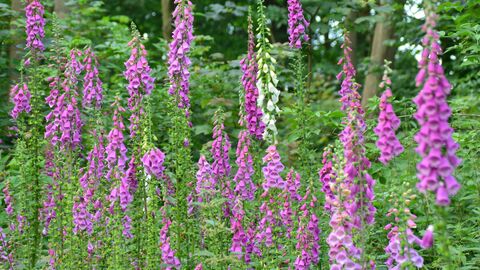 Several tall, purple foxgloves in a meadow with trees behind