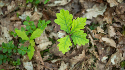Two small green oak tree saplings in woodland among fallen leaves