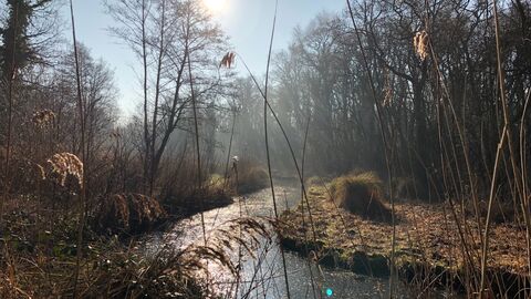 a view through a misty river in a fen
