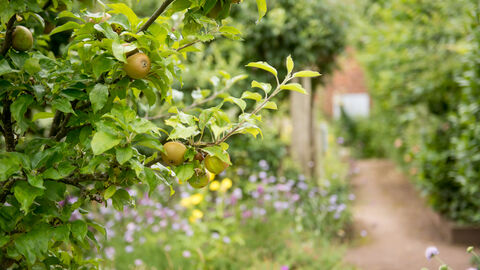 Fruit tress in an orchard with a path alongside leading to a house in the distance
