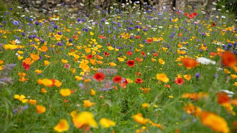 Red, yellow and orange wildflowers in a meadow area with a stone archway in the distance