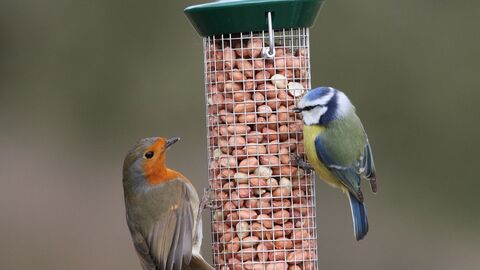 Robin and blue tit on bird feeder