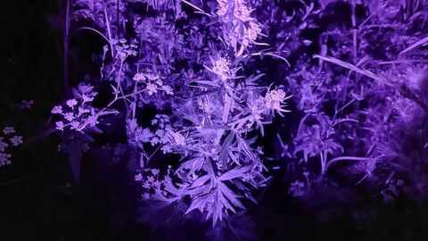 A night time photo of leaves that are purple under ultraviolet light