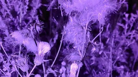 A night time photo of leaves that are purple under ultraviolet light