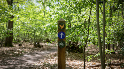 A wooden signage post in a woodland with a butterfly, arrow and bike icon on it. 