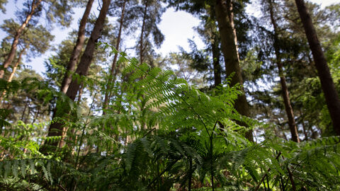 Fern in a woodland understory.