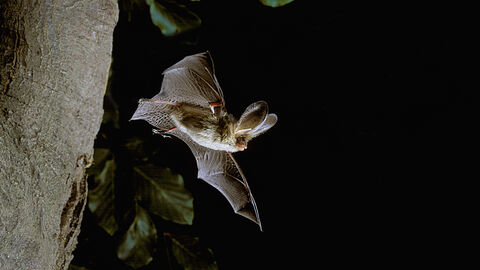 A long-eared bat flying with wings outstretched close to the trunk of a tree