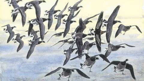 Watercolour featuring a flock of geese flying closely together