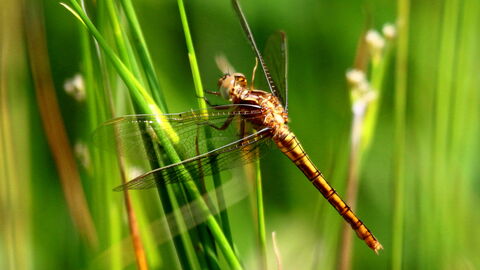 A keeled skimmer with wings outstretched close to green reeds