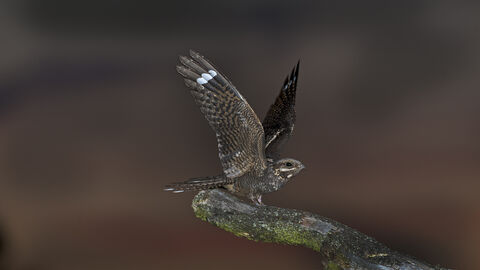 A nightjar with its wings open, standing at the end of a long tree branch