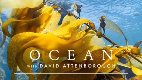A colourful poster for the screening of the documentary Ocean, with the title and description in white lettering