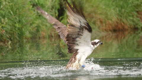 An osprey taking off from the water after catching a fish