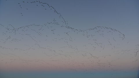 Skeins of pink-footed geese flying high up across a sunset sky