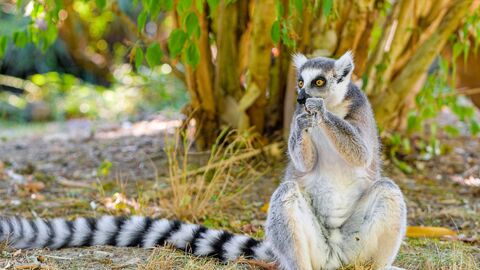 A ring tailed lemur sitting on its haunches beneath a tree