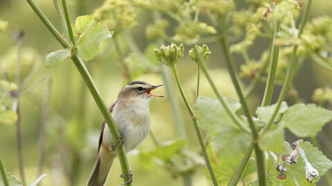 a sedge warbler singing on a plant