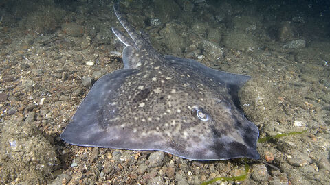 A flat ray on the stony seabed