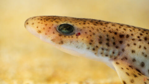 A sideways view of a small light coloured speckled shark