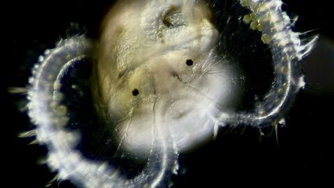A microscopic plankton against a black background