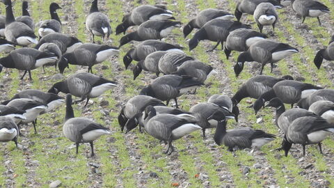 A flock of black, white and grey Brent geese grazing on marshes