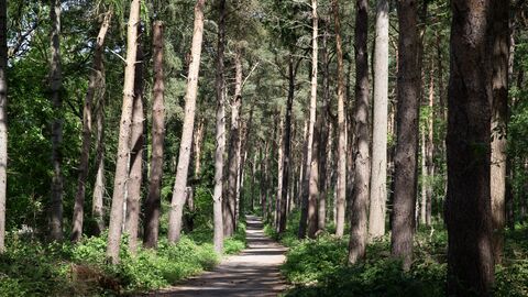 A pathway leading through tall conifers in a woodland setting