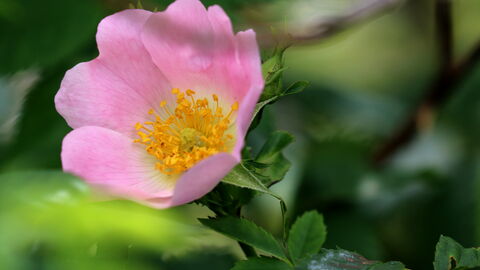 a pink dog rose with green leaves against a blurred background