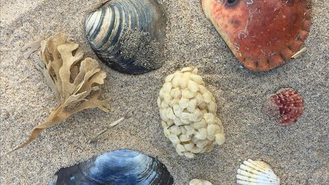 A selection of seashells and seaweed laid out on a sandy beach
