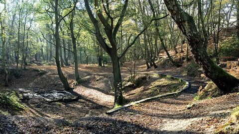 Woodland on a sunny day. There are tall trees creating a canopy, with brown leaves covering the uneven ground, while the sun peeks through the branches