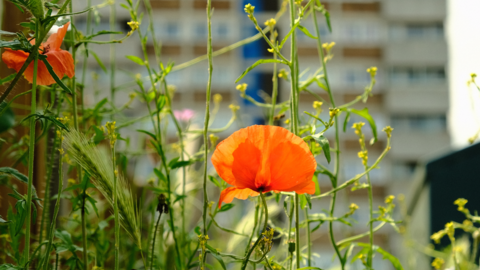Poppies and wildflowers growing against a backdrop of high-rise flats in Norwich.