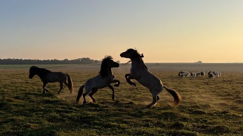A herd of ponies, with two ponies facing each other on their hind legs