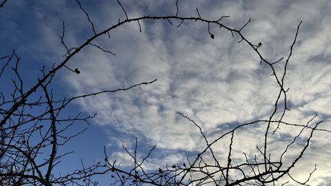 Thin bare branches against a blue sky with white clouds
