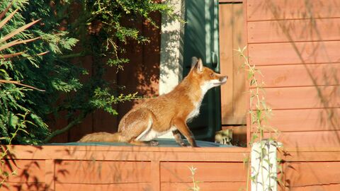 A fox in a garden standing next to a garden shed