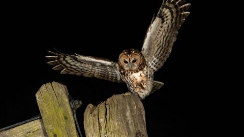 A tawny owl at night with its wings outstretched landing on a wooden fencepost