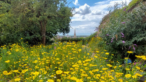 A view across a field of yellow wildflowers, with trees on each side, on a sunny day. The city of Norwich can be seen in the background, with the cathedral spire prominent.