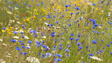 A wildflower meadow with blue, white, yellow and red flowers amongst the grass