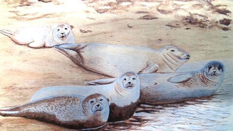 A watercolour painting of a small group of harbour seals lying on a beach close to the sea