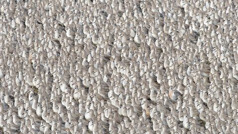 A huge flock of small grey and white wading birds, standing closely together