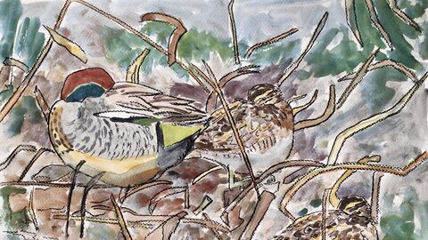 A sketch of a group of teal roosting among foliage