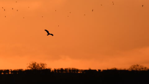 A silhouetted marsh harrier flying against an orange sunset sky