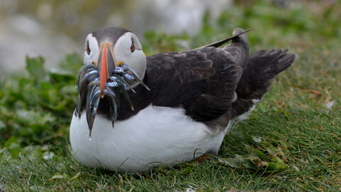 A puffin squatting on the grass with a beakful of small silver fish
