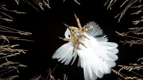A dramatic view looking up towards a barn owl with talons outstretched as it comes in to landhed