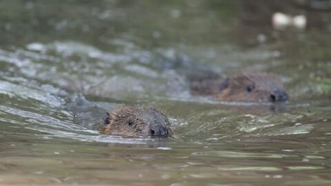 Two beavers swimming with just their heads above the water