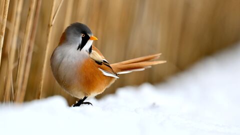 A bearded reedling perched on fluffy white snow beside a golden reedbed.