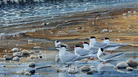 A flock of terns standing on pebbles on a beach, with waves coming onto the sand