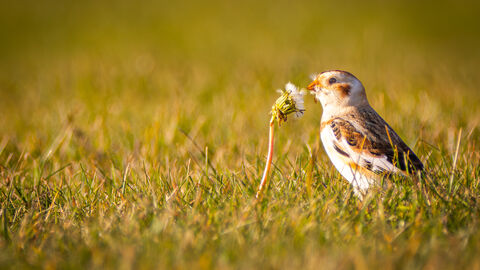 A snow bunting munching on a dandelion in a grassy field. 