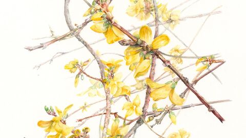 A watercolour painting of small yellow flowers on steams against a white background