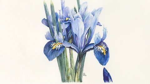 A watercolour painting of a blue iris with green leaves