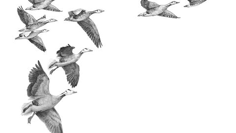 A pencil drawing of a flock of geese against a white background