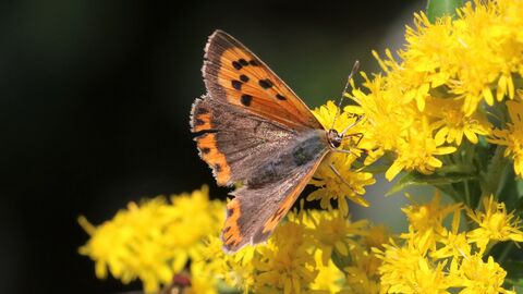 An orange coloured small copper butterfly sitting on golden rod