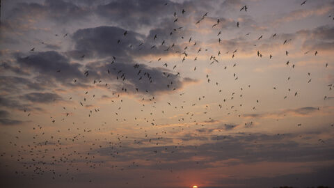 A flock of terns in the sky with a sunset